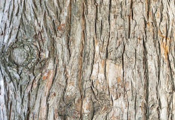 Tree bark texture