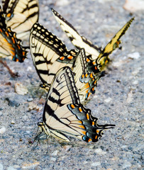Butterflies puddling in Pisgah National Forest North Carolina