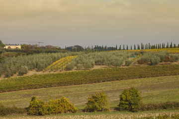 Tuscan landscape with vineyards
