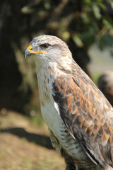 Fototapeta premium buse blanche