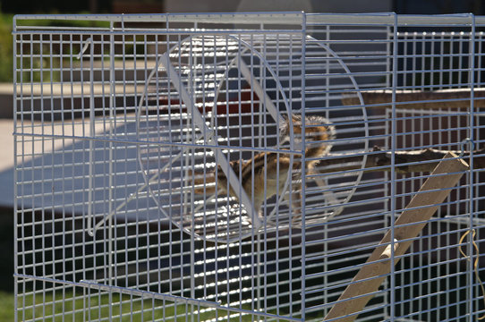 Hamsterrad