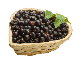 Black currant