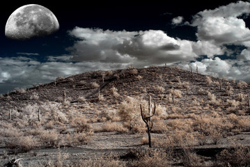 Sonora Desert Moon
