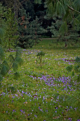 Krokusse vor kleiner Kiefer