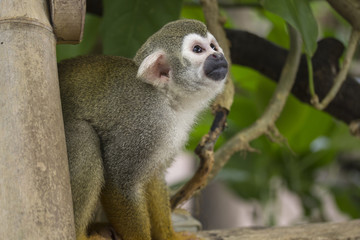 Obraz premium Totenkopf-Äffchen schaut versteckt