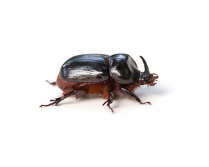 Rhinoceros Beetle