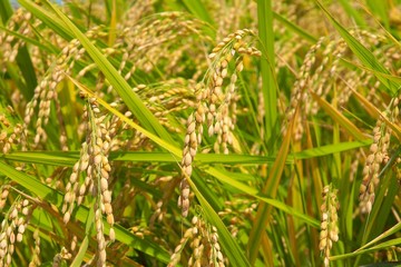 稲穂