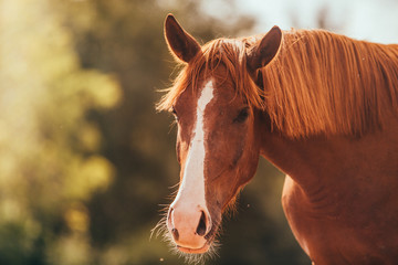 Fototapeta premium horse in the paddock, Outdoors