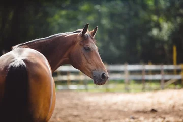 Zelfklevend Fotobehang paard in de paddock, buiten © annaav