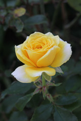 yellow rose
