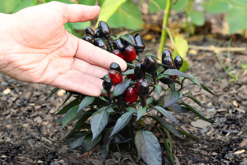 Fresh growing unique Ornamental Pepper Plant Capsicum Annuum in soil growing