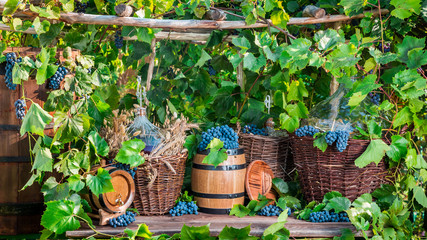 Grape harvest in a village in old fashioned style