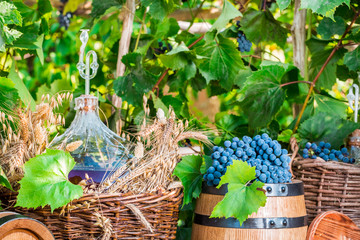 Harvest and grapes in the countryside