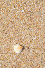 sea shells with sand as background