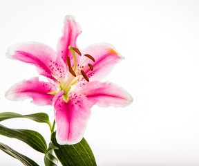 Fototapeta na wymiar lilly flower isolated on white background