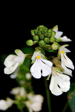 Calanthe alismifolia