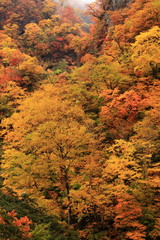紅葉の大田切渓谷