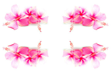 Fototapeta na wymiar pink Hibiscus
