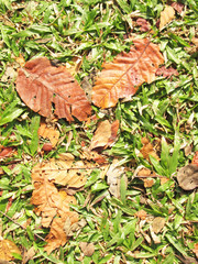 Dry teak leaf on green grass