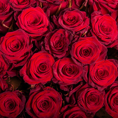 Abstract background of roses