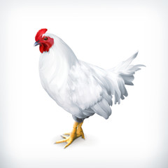 White chicken, vector illustration