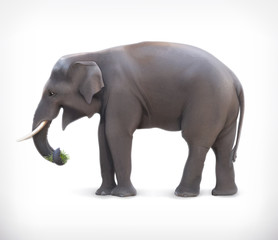 Fototapeta na wymiar Elephant, vector illustration