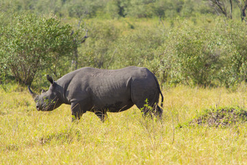 Black rhino