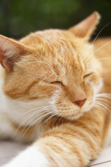 眠る茶猫