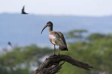 Hadada ibis