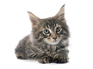 maine coon kitten