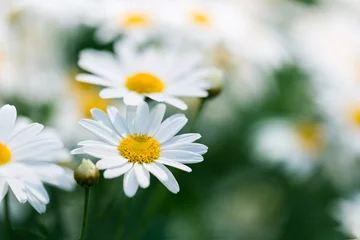 Fotobehang Madeliefjes Fresh Wild daisy flower