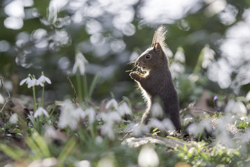 Eichhörnchen im Frühling II