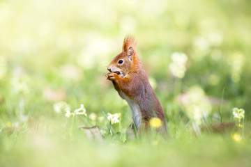 Nusshörnchen auf der Wiese