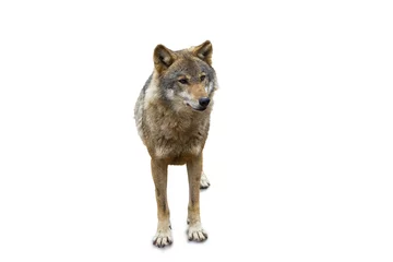 Crédence de cuisine en verre imprimé Loup Portrait de loup