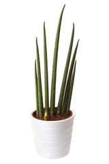 Potted plant