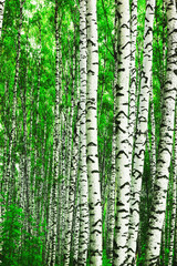 Naklejka premium forest birch