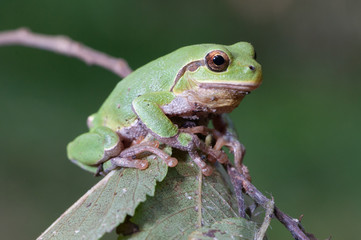 Hyla arborea