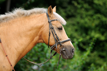 Obraz premium Horse.