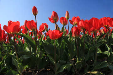 Red tulips in a field
