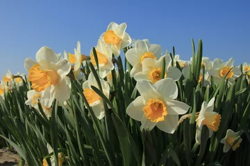 Wandcirkels tuinposter White and yellow daffodils © Studio Porto Sabbia