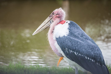 Dalmatian pelican