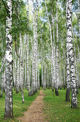 Pathway in autumn burch  forest - obrazy, fototapety, plakaty