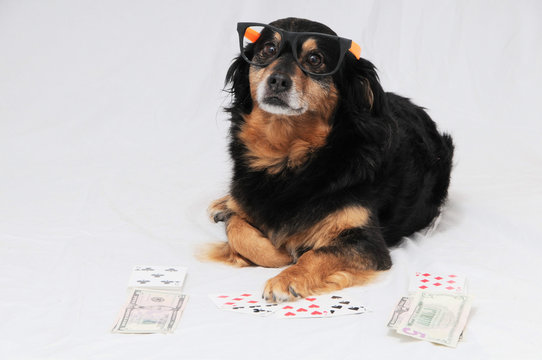 Poker Dog