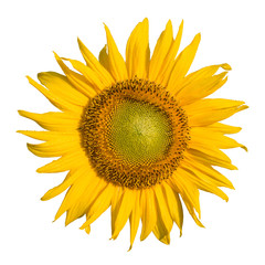 Sunflower isolated on white background
