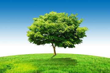 one tree grass and sky