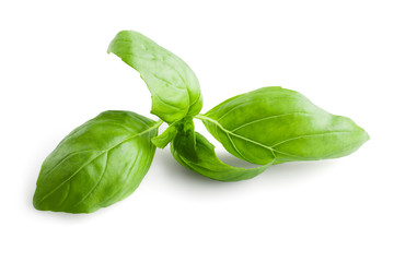 Fresh basil leaves in closeup