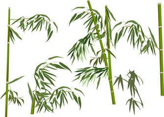 Fototapeta premium five green bamboo branches collection on white