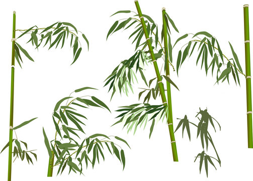 five green bamboo branches collection on white