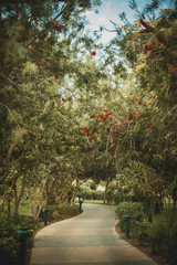 blooming garden in Egypt