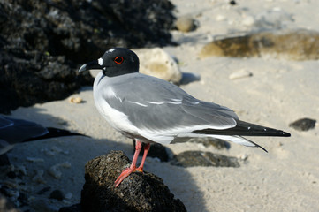 mouette a queue d'aronde
